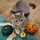 hungrycat
