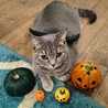 hungrycat