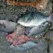 釣り師しゅんじ