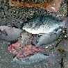 釣り師しゅんじ 釣り師しゅんじ