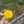 Losercat