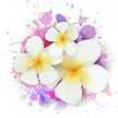 15plumeria