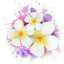 15plumeria