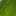 basilseed basilseed