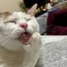 料理苦手猫