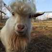 ﾛｰﾙﾊﾟﾝﾅﾁｬﾝ