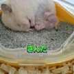 ハムっちあんこ