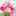 ラナンキュラス15