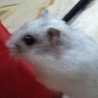 くまめし