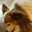 meimao