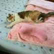 サクラちゃん大好き☆