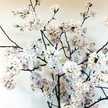 麹✿甘酒✿子供ごはん