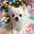 きなこ3337