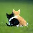 猫＆猫