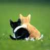 猫＆猫