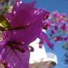 jasmine55
