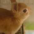 うさぎのララ＆レオ