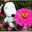 sno_opy