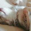 チワワ飼ってる