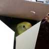 インコのＱちゃん