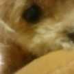 おりんぷよ
