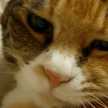 Fat Cat
