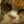 Fat Cat