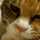 Fat Cat