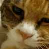 Fat Cat