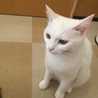 いせきひろか
