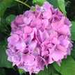 TGMARU