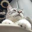 ねこ用務　鯖虎