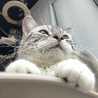 ねこ用務　鯖虎