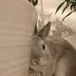 うさざんまい
