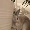 うさざんまい