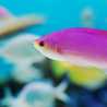 飛行金魚