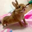 atsumimi☆♡