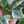lightgreen
