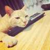 アルミ猫