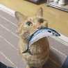 pitaちゃん