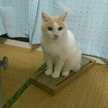 和さや茶猫