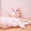 りんごみかん☆