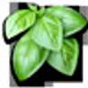 Basil
