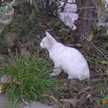雨cat