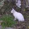 雨cat