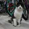 十日市の猫