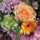 herb aroma herb aroma