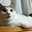 猫柳猫