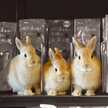 Lapin_x