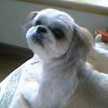 ticotto